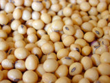 Soy Protein